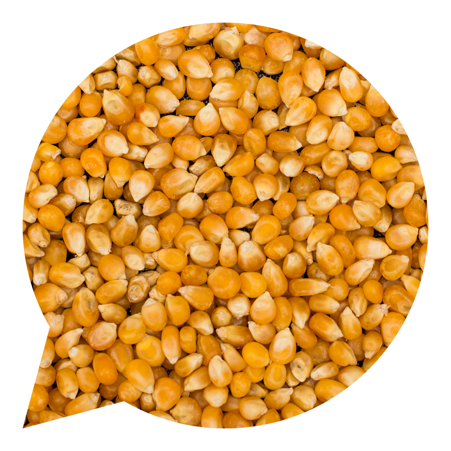 110030 Kukuřice na výrobu popcornu BIO    -1